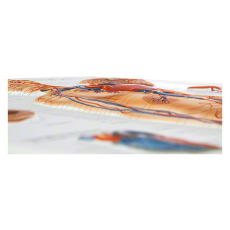 Relieftafel Gefäßsystem des Menschen, LxB 74x54 cm