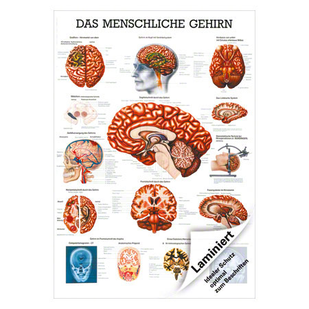 Gehirn Schnaps Gehirn Schnaps