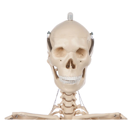 Mini-Skelett inkl. Stativ, 65 cm