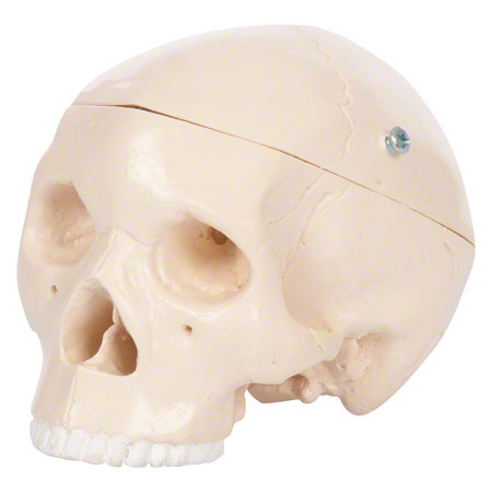 Anatomisches Modell Mini-Schädel, 3-tlg.