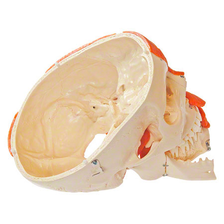 Anatomisches Modell Schädel mit Muskel, 3-tlg.