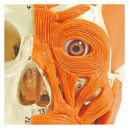 Anatomisches Modell Schdel mit Muskel, 3-tlg.