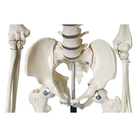 Skelett Standard inkl. Stativ, 180 cm
