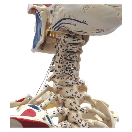 Skelett mit Muskeldarstellung inkl. Stativ, flexibel
