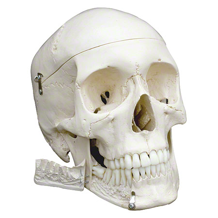 Skelett Super mit Gelenkbändern inkl. Stativ, 180 cm