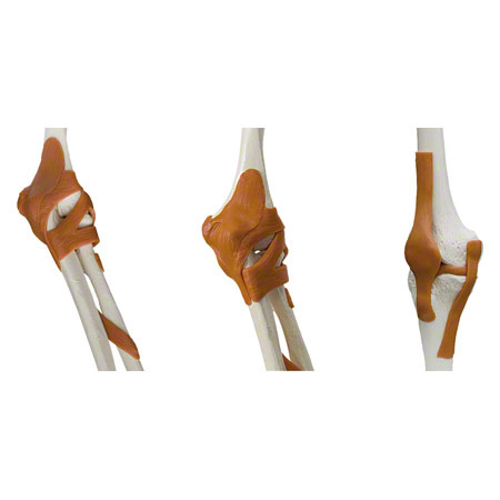 Skelett Super mit Gelenkbändern inkl. Stativ, 180 cm