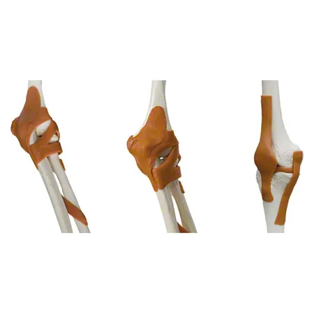 Skelett Super mit Gelenkbndern inkl. Stativ, 180 cm
