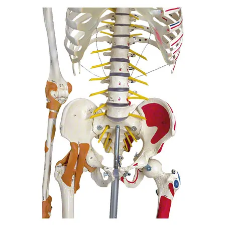 Skelett Super mit Gelenkbndern und Muskeldarstellung inkl. Stativ