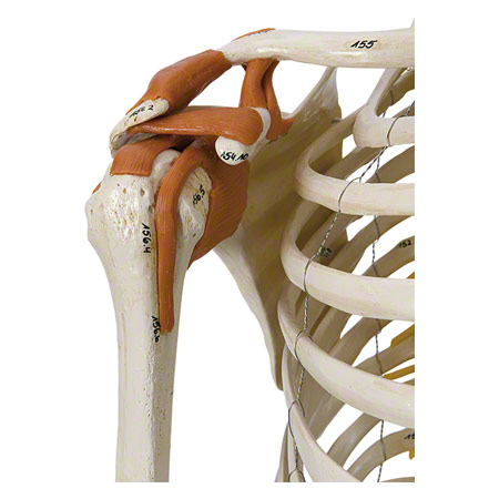 Skelett Super mit Gelenkbändern und Muskeldarstellung inkl. Stativ