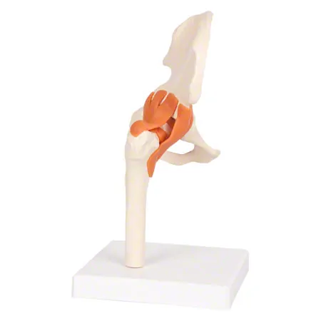 Anatomisches Modell Hüftgelenk, LxBxH 17x17x23 cm
