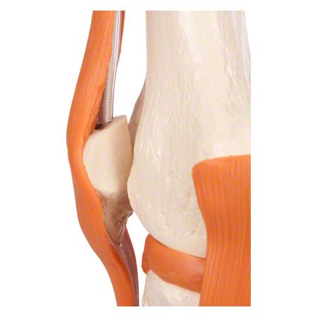 Anatomisches Modell Kniegelenk, LxBxH 13x13x40 cm