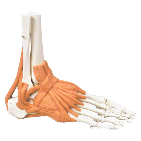 Anatomisches Modell Fußgelenk, LxBxH 8x8x24 cm