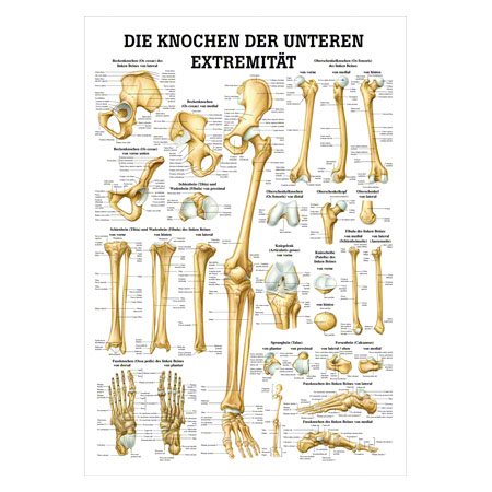 Muskelsystem Mini-Poster Anatomie 34x24 cm medizinische Lehrmittel