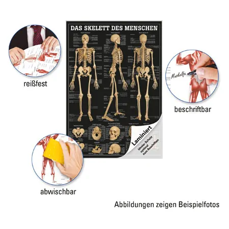 Mini-Poster Das Skelett des Menschen, LxB 34x24 cm