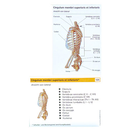 Lernkärtchen Muskel- und Skelettsystem, 2er Set