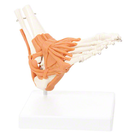 Anatomisches Modell Fußgelenk, LxBxH 8x8x24 cm