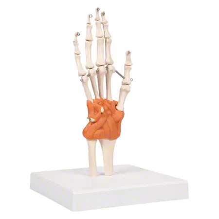Anatomisches Modell Handgelenk, LxBxH 8x8x35,5 cm