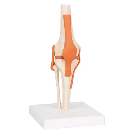 Anatomisches Modell Kniegelenk, LxBxH 13x13x40 cm