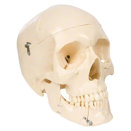 Anatomisches Modell Schädel, 4-tlg.