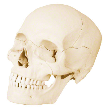 Anatomisches Modell Steckschädel, 18-tlg., weiß