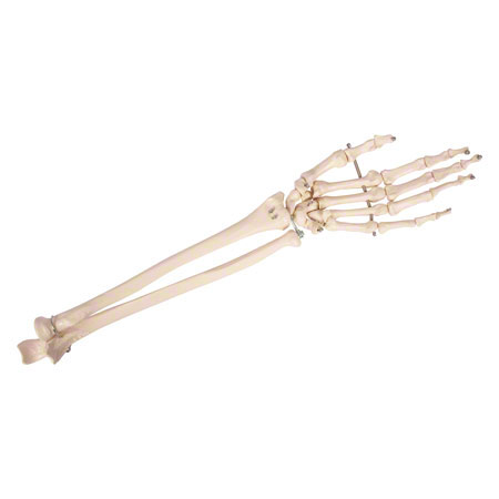 Hand mit Stumpf, beweglich