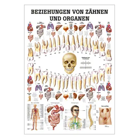 Lehrtafel Beziehungen von Zhnen und Organen, LxB 100x70 cm
