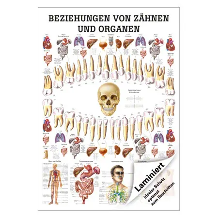 Lehrtafel Beziehungen von Zhnen und Organen, LxB 100x70 cm