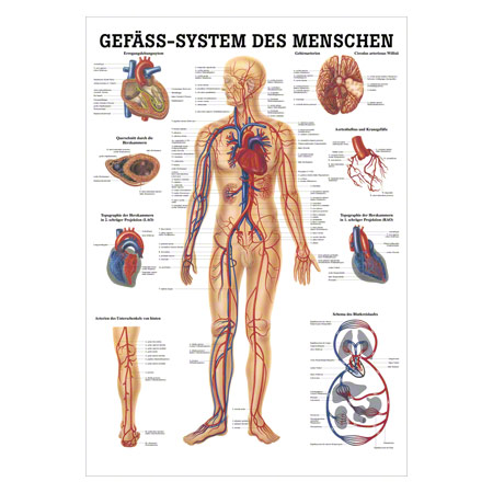 Lehrtafel Das Gefsystem, LxB 100x70 cm