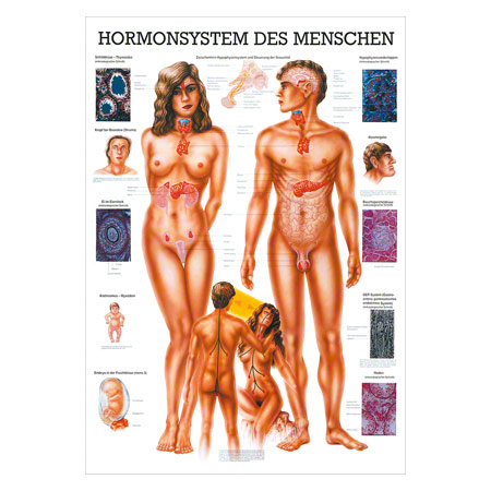 Lehrtafel Das Hormonsystem, LxB 100x70 cm