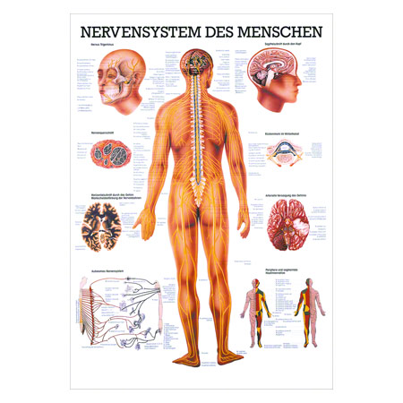 Lehrtafel Das Nervensystem, LxB 100x70 cm