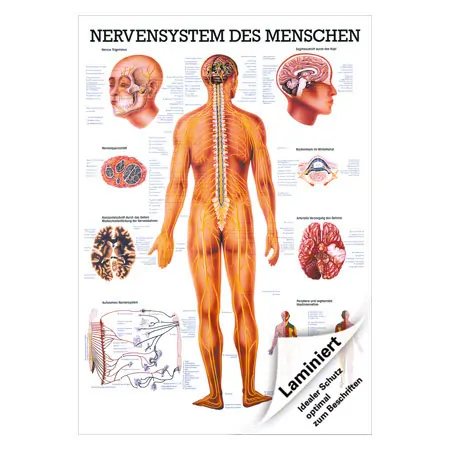 Lehrtafel Das Nervensystem, LxB 100x70 cm