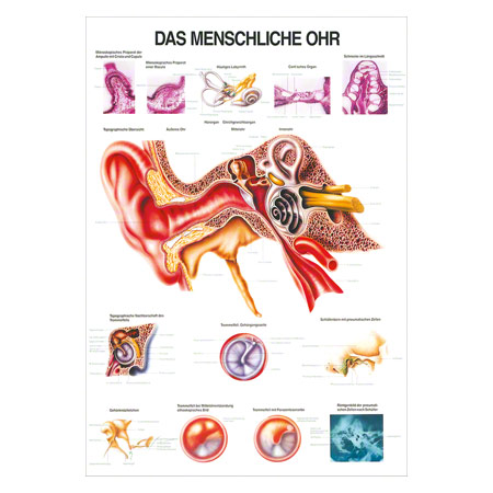 Lehrtafel Das Ohr, LxB 100x70 cm