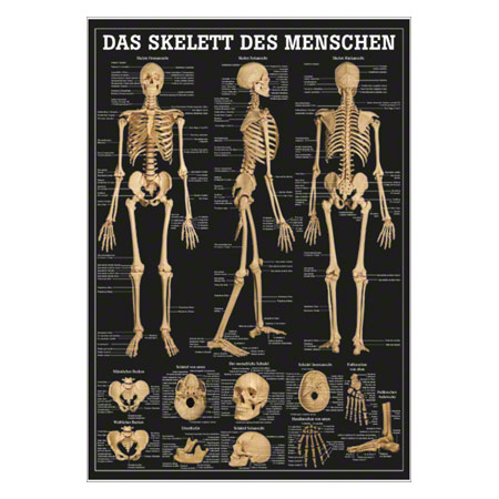 Lehrtafel Das Skelett des Menschen, LxB 100x70 cm
