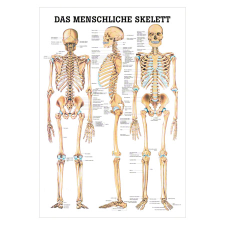 Lehrtafel Das menschliche Skelett, LxB 100x70 cm