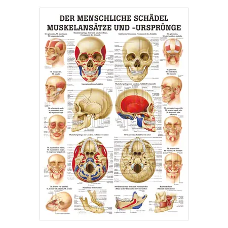 Lehrtafel Der Schädel - Muskelansätze und Ursprünge, LxB 100x70 cm