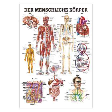 Lehrtafel Der menschliche Körper, LxB 100x70 cm