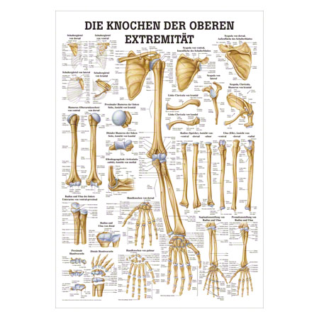 Lehrtafel Die Knochen der oberen Extremität, LxB 100x70 cm