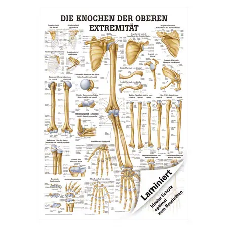 Lehrtafel Die Knochen der oberen Extremitt, LxB 100x70 cm