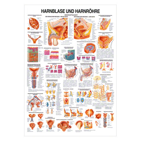 Lehrtafel Harnblase u. Harnröhre, LxB 100x70 cm