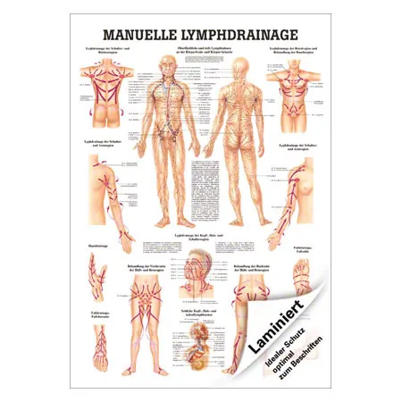 Lehrtafel Manuelle Lymphdrainage, LxB 100x70 cm