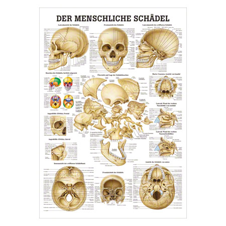 Lehrtafel Schädel und Schädelknochen, LxB 100x70 cm