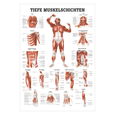 Lehrtafel Tiefe Muskelschichten-Brust , LxB 100x70 cm