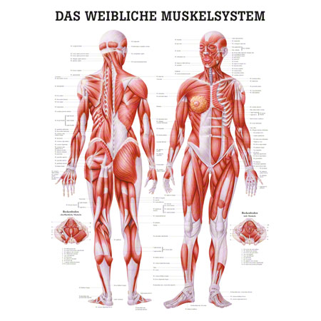 Lehrtafel Weibliches Muskelsystem, LxB 100x70 cm