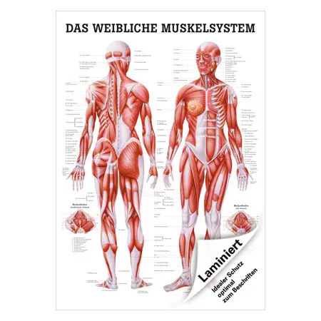 Lehrtafel Weibliches Muskelsystem, LxB 100x70 cm