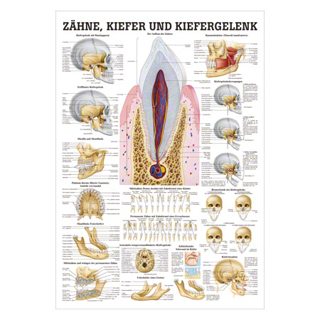 Lehrtafel Zhne und Kiefergelenk, LxB 100x70 cm