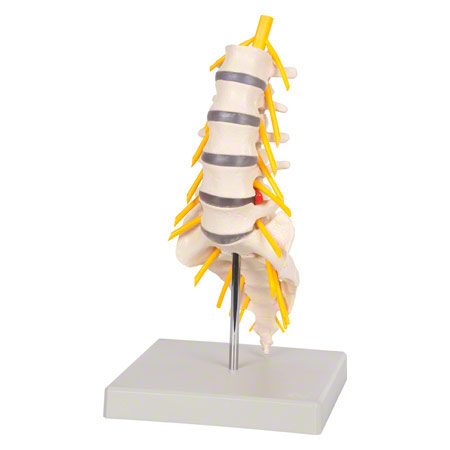 Lendenwirbelsäule, LxBxH 19x19x27 cm