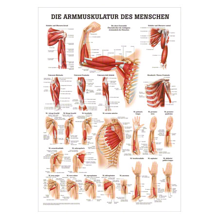 Mini-Poster Armmuskulatur, LxB 34x24 cm