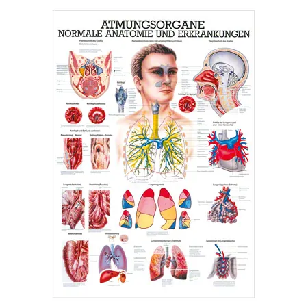 Mini-Poster Atmungsorgane, LxB 34x24 cm