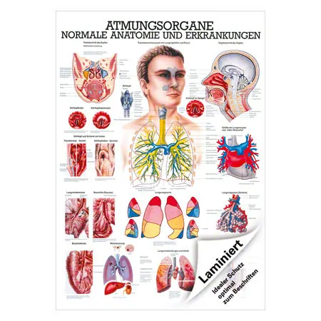 Mini-Poster Atmungsorgane, LxB 34x24 cm