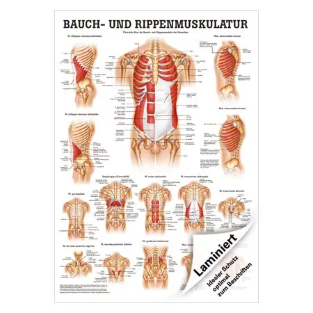 Mini-Poster Bauch- u. Rippenmuskulatur, LxB 34x24 cm
